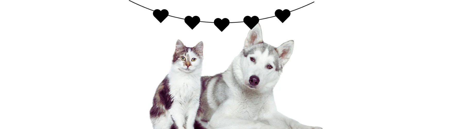 Köpek Erkek Kedi İsimleri