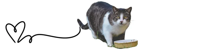 Erkek Tekir Kedi Isimleri