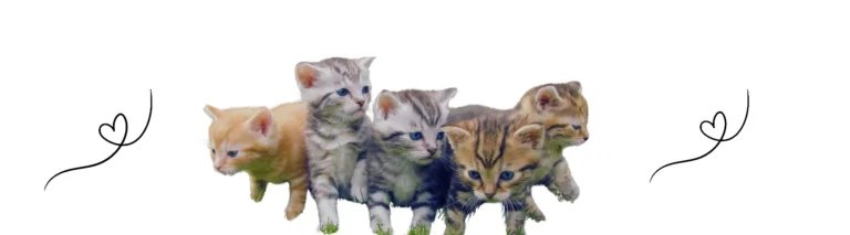 Yavru Erkek Kedi İsimleri