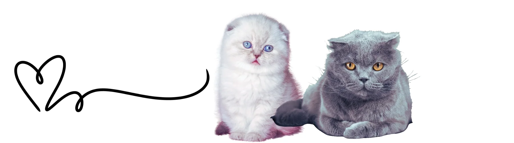 İskoç erkek Kedi İsimleri