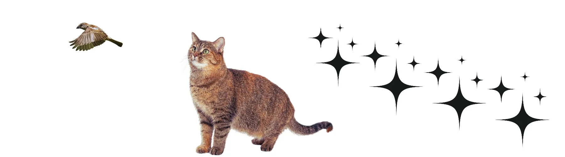 kahverengi erkek Kedi İsimleri