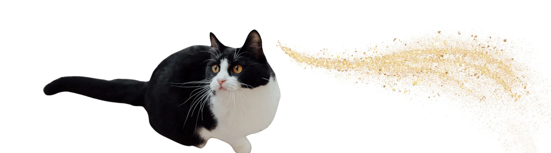 smokin erkek Kedi İsimleri