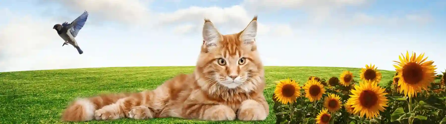 Turuncu Erkek Kedi İsimleri