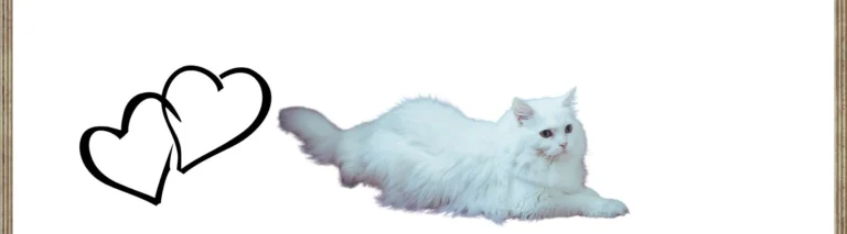 Beyaz erek Kedi İsimleri