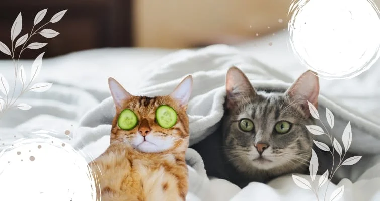 komik erkek kedi isimleri