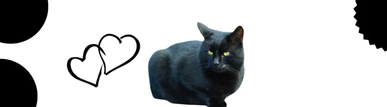  Siyah Erkek Kedi İsimleri