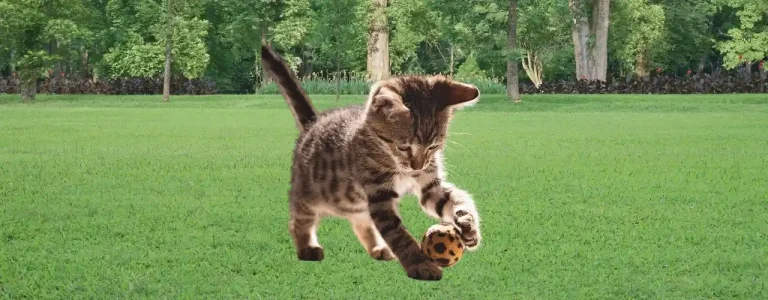 Arapça erkek kedi isimleri