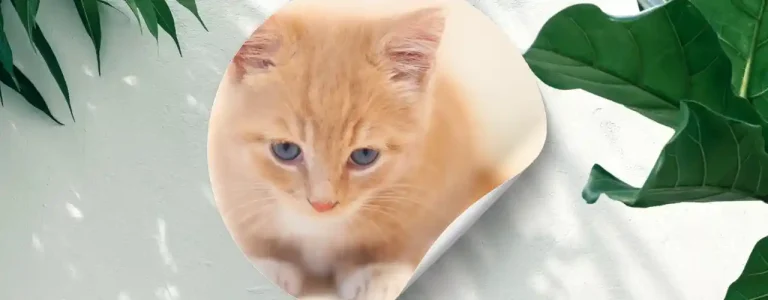  Farklı Erkek Kedi İsimleri