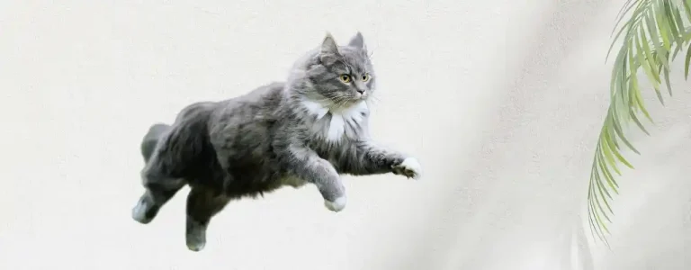 Karizmatik ve Güçlü Türk Kedi İsimleri