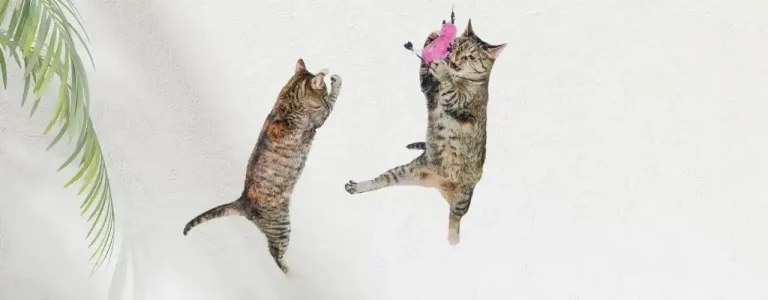 Sevimli ve Eğlenceli Erkek Kedi İsimleri