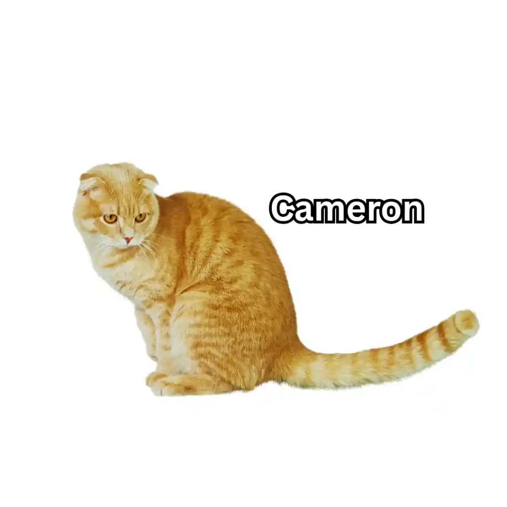 Cameron