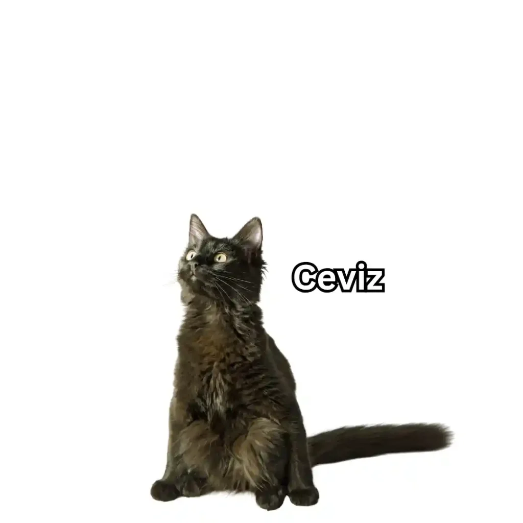 Ceviz