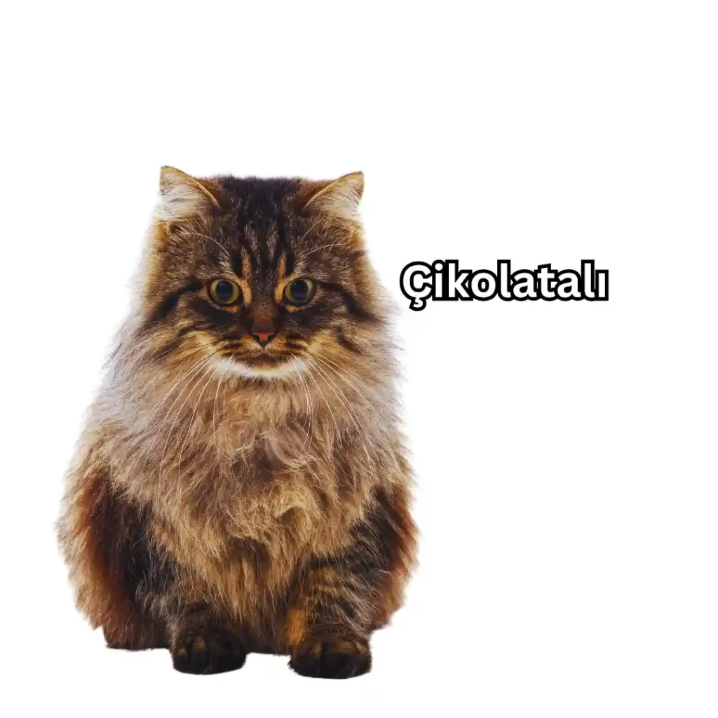 Çikolatalı