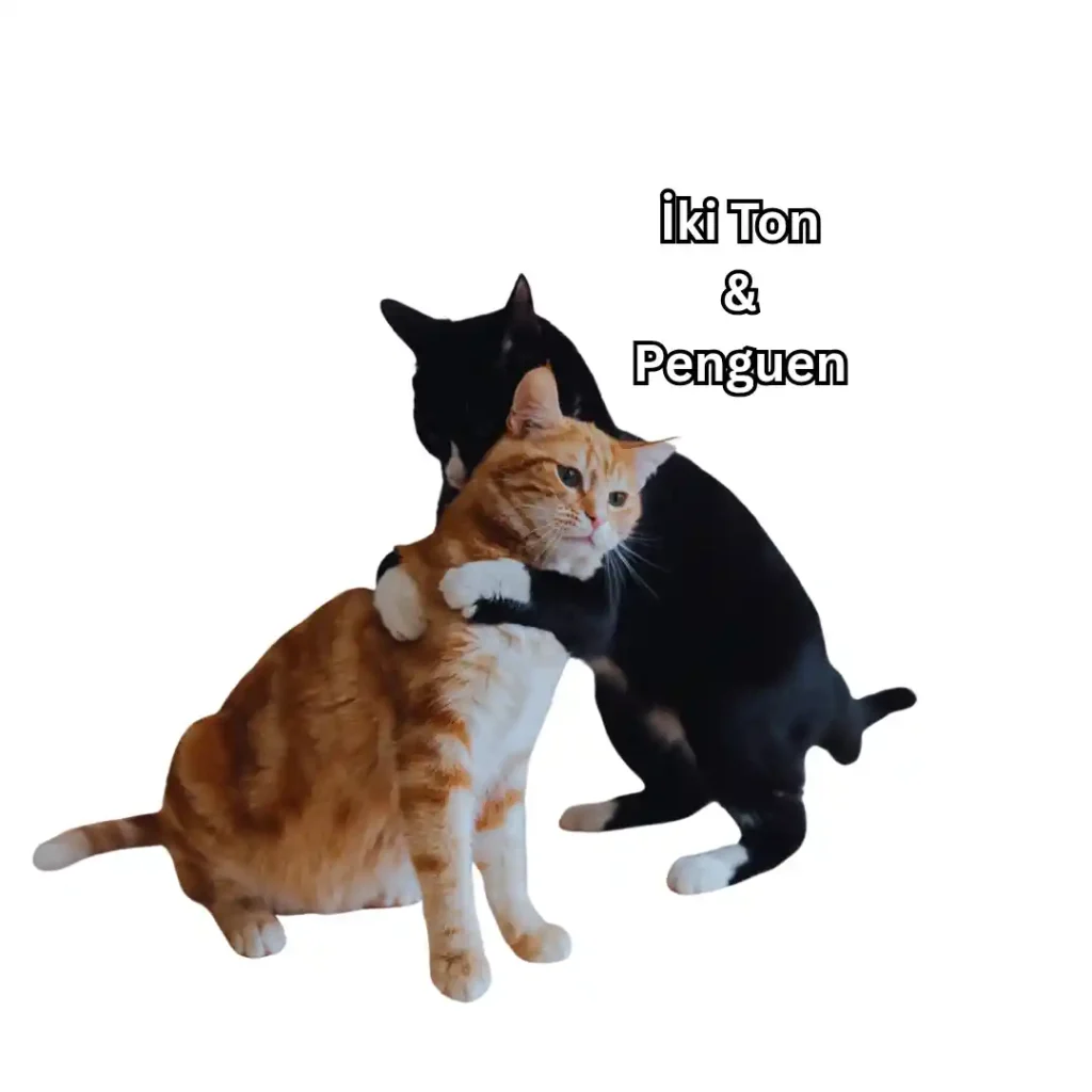 İki Ton & Penguen