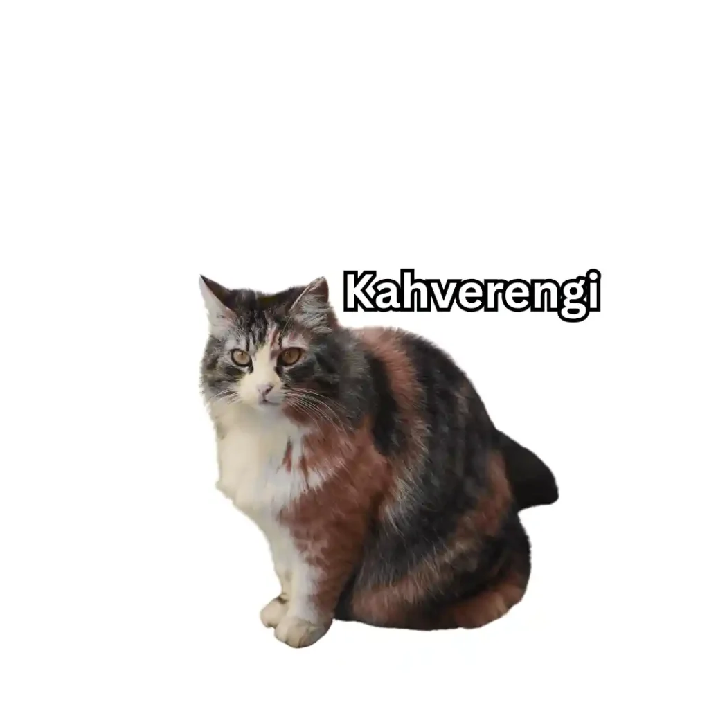 Kahverengi_