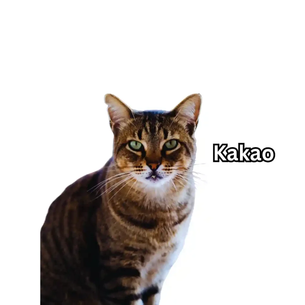 Kakao