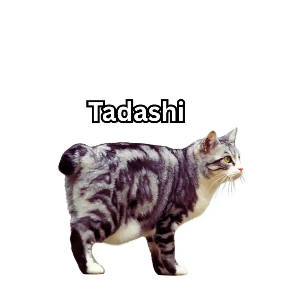 Tadashi