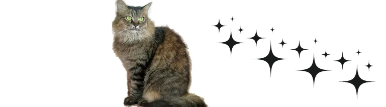 Gri erkek kedi isimleri