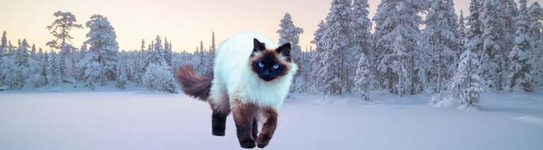 İngiliz Erkek Kedi İsimleri