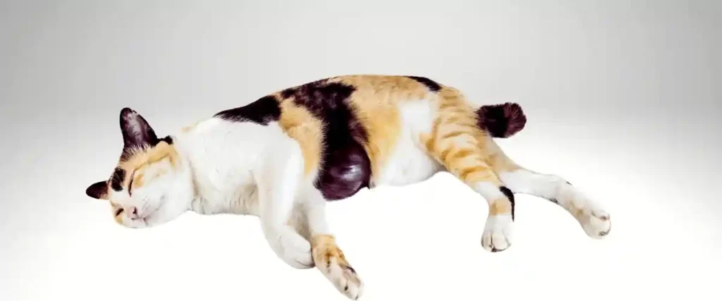 havalı Erkek Kedi İsimleri