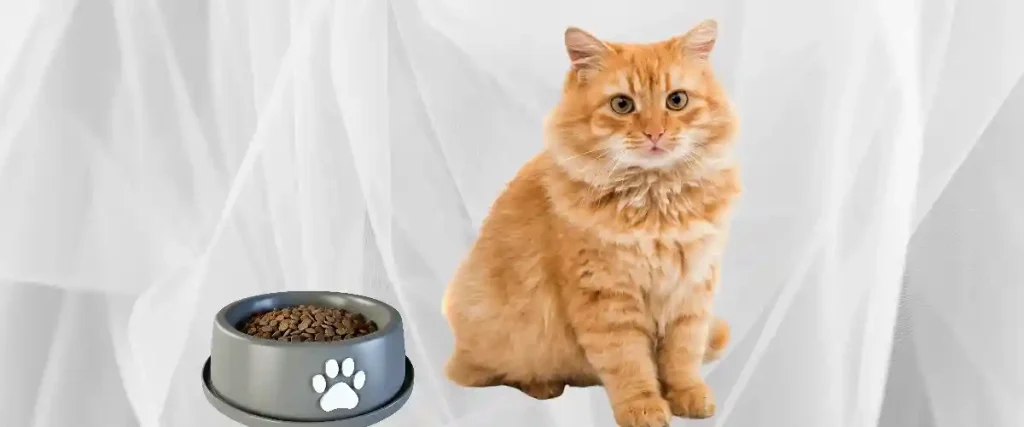 Sari erkek  kedi İsimleri