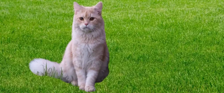 Yabanci erkek kedi isimleri