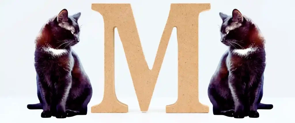 m harfiyle başlayan Erkek Kedi İsimleri