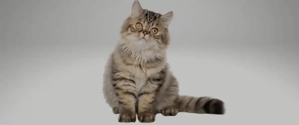 Erkek Kedi İsimleri ekşi