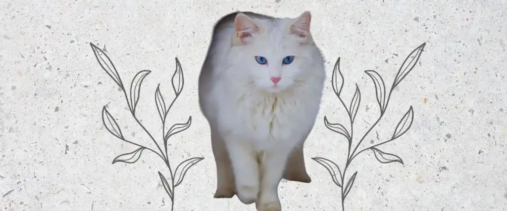 ingilizce Erkek Kedi İsimleri