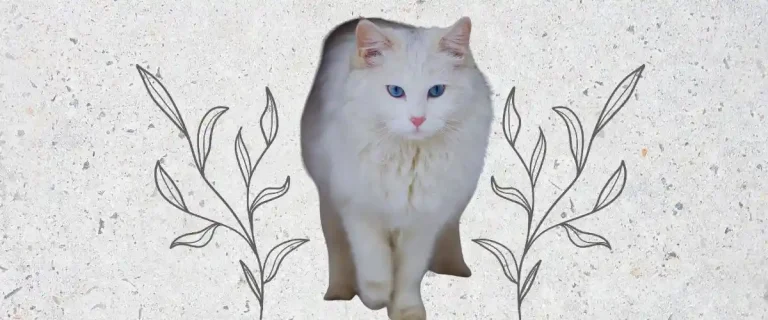 ingilizce Erkek Kedi İsimleri