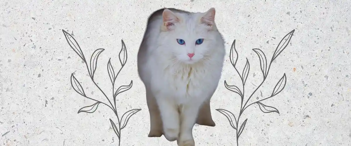 ingilizce Erkek Kedi İsimleri